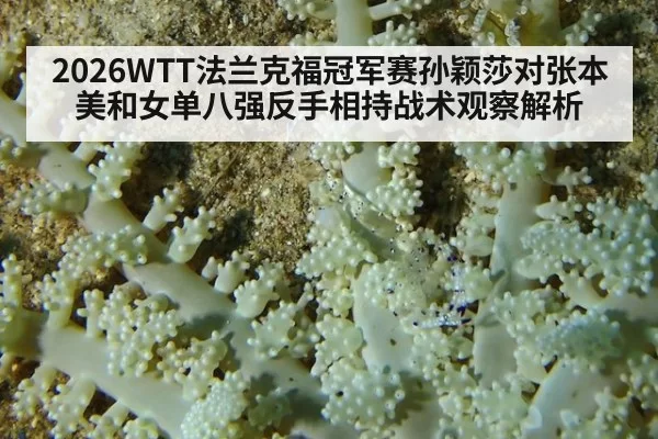 2026WTT法兰克福冠军赛孙颖莎对张本美和女单八强反手相持战术观察解析